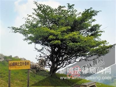 男子因女友愛看《山楂樹》 偷50棵紫薇樹種其門前