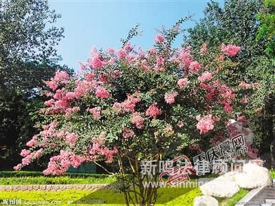 男子因女友愛看《山楂樹》 偷50棵紫薇樹種其門前